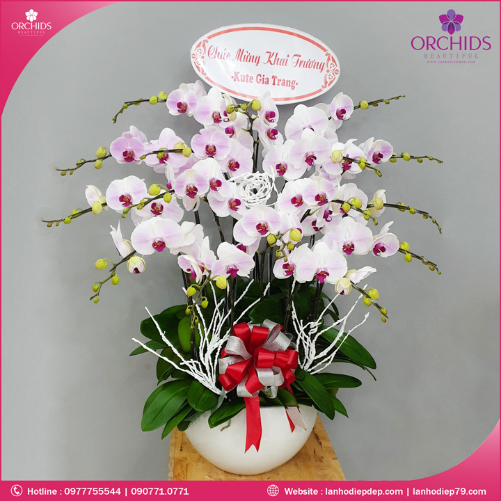 Chậu hoa lan hồ điệp hồng 14 cành