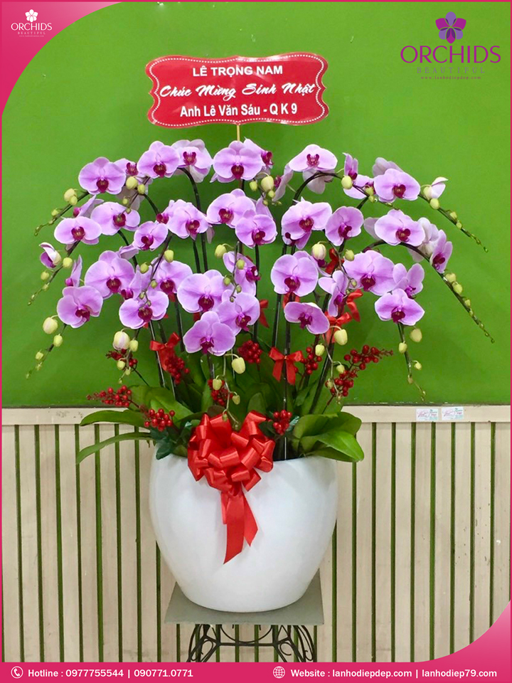 Chậu hoa lan hồ điệp hồng 15 cành