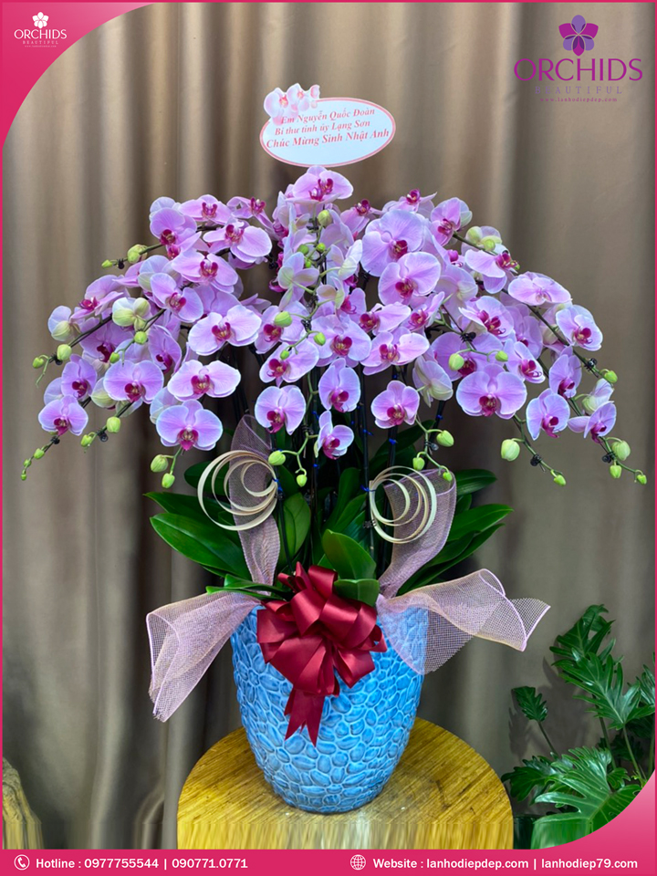 Chậu hoa lan hồ điệp hồng 15 cành