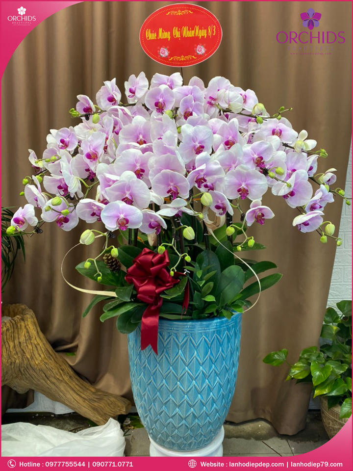 Chậu hoa lan hồ điệp hồng 15 cành
