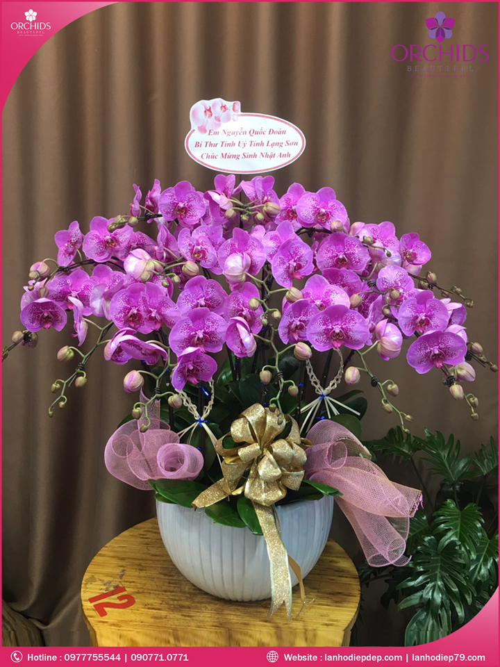 Chậu hoa lan hồ điệp hồng 15 cành