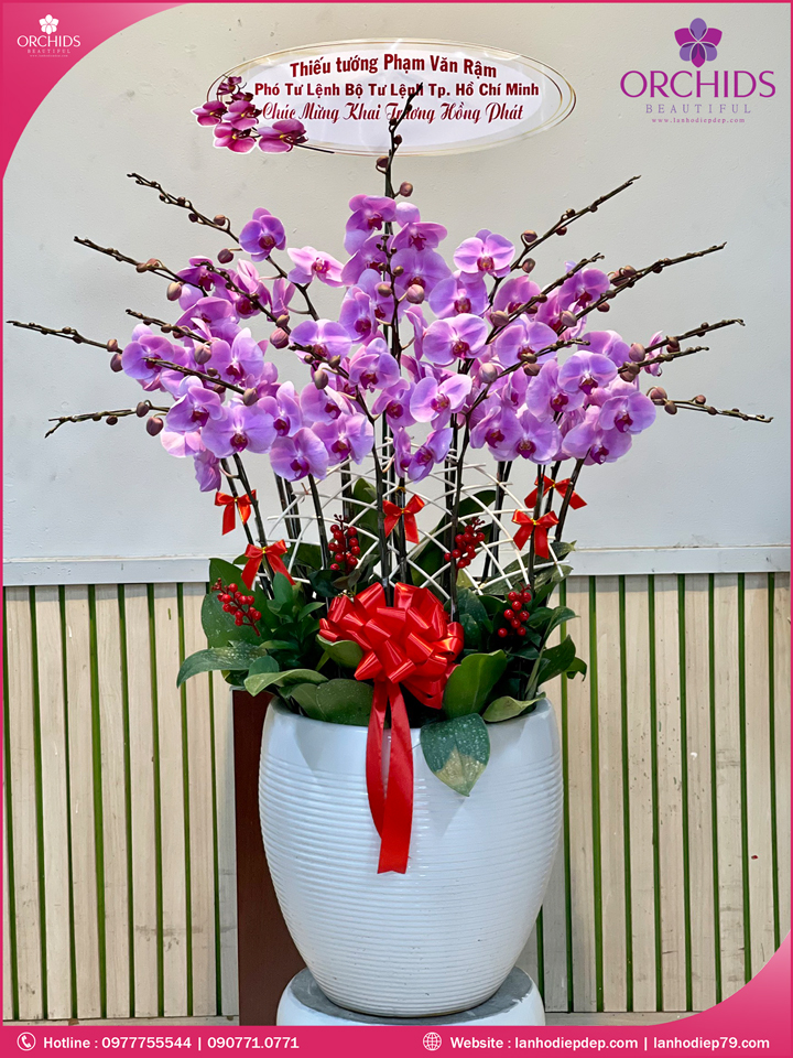 Chậu hoa lan hồ điệp hồng 15 cành