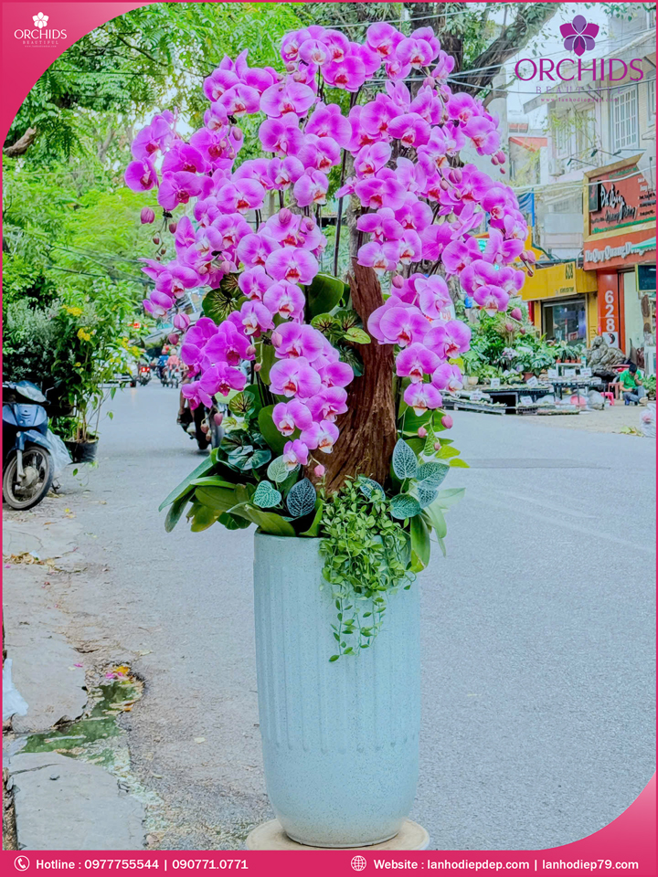 Chậu hoa lan hồ điệp hồng 15 cành
