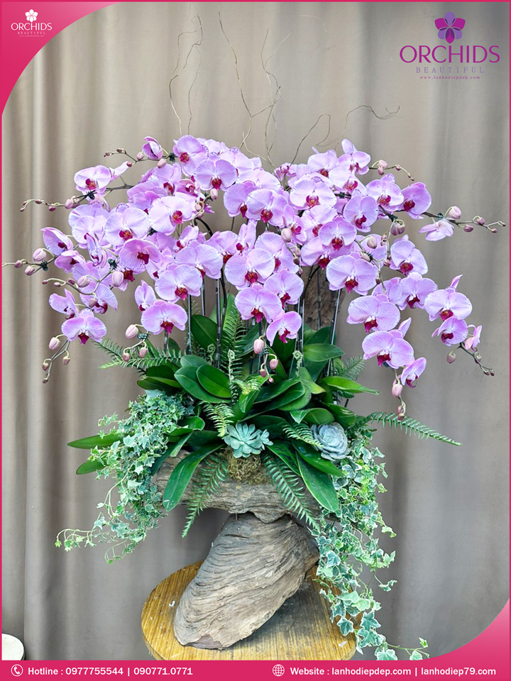 Chậu hoa lan hồ điệp hồng 15 cành