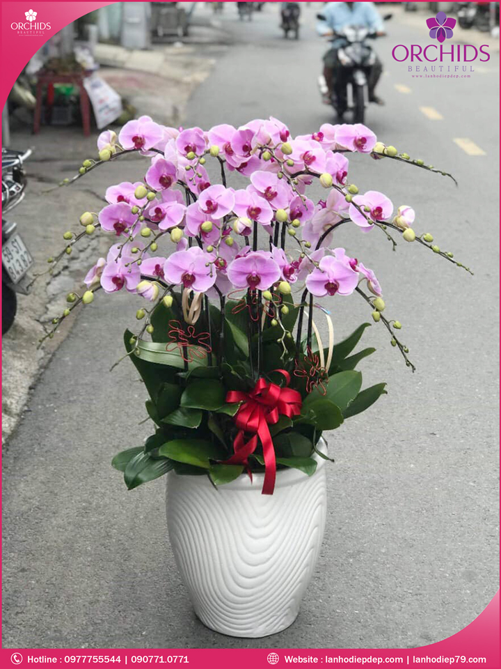 Chậu hoa lan hồ điệp hồng 15 cành
