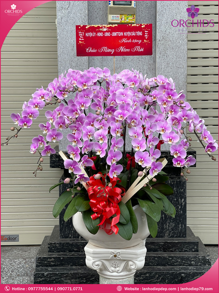 Chậu hoa lan hồ điệp hồng 15 cành