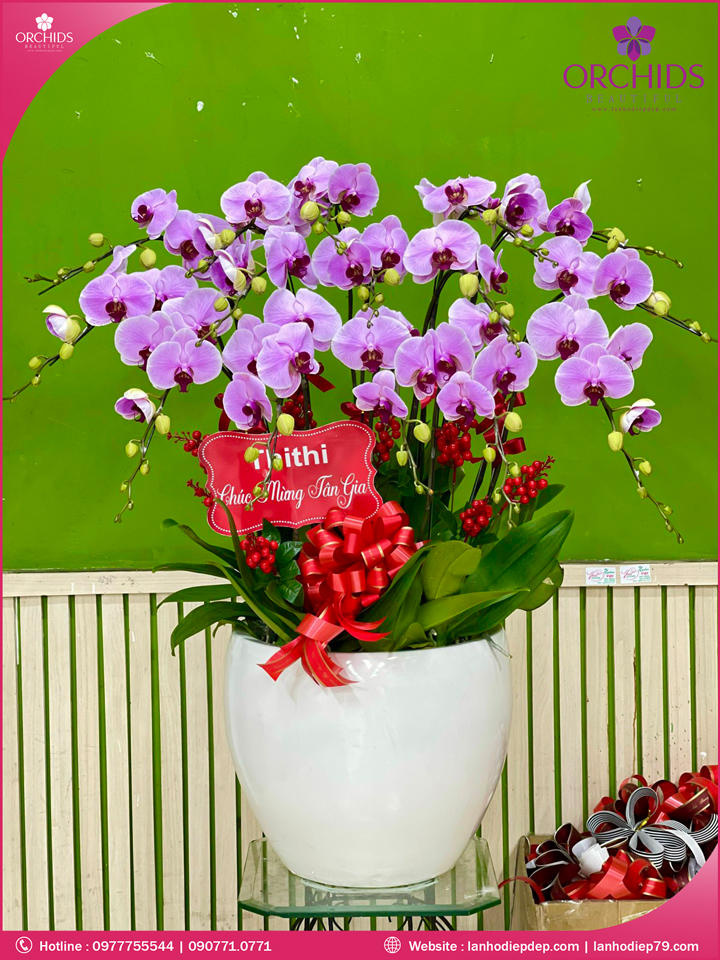 Chậu hoa lan hồ điệp hồng 15 cành