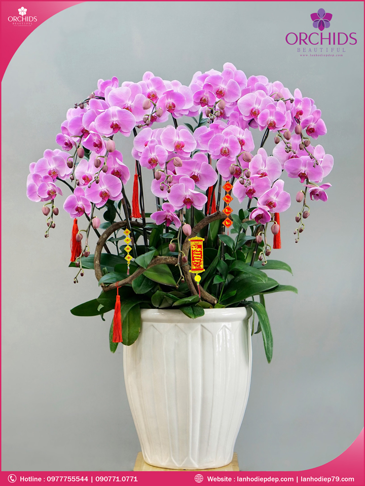 Chậu hoa lan hồ điệp hồng 15 cành