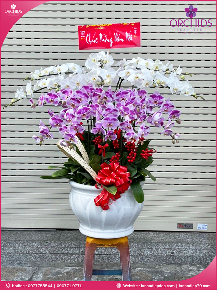 Chậu hoa lan hồ điệp trắng hồng 15 cành