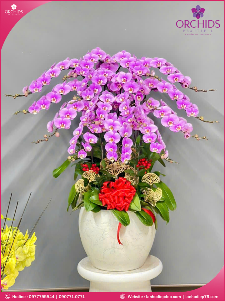 Chậu hoa lan hồ điệp hồng 16 cành
