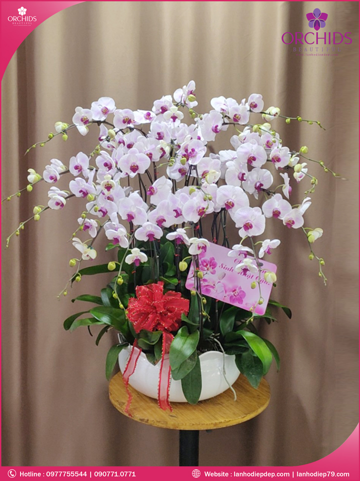 Chậu hoa lan hồ điệp hồng 17 cành