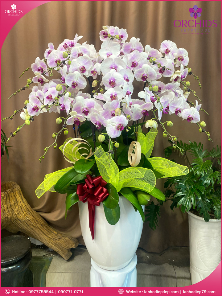 Chậu hoa lan hồ điệp hồng 18 cành