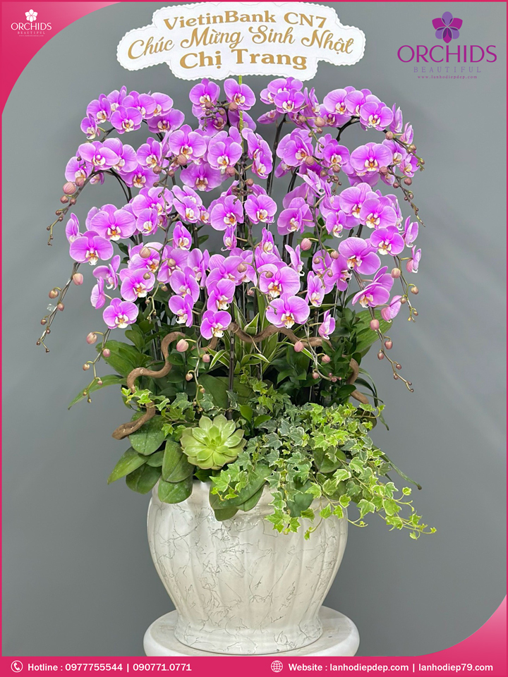 Chậu hoa lan hồ điệp hồng 18 cành