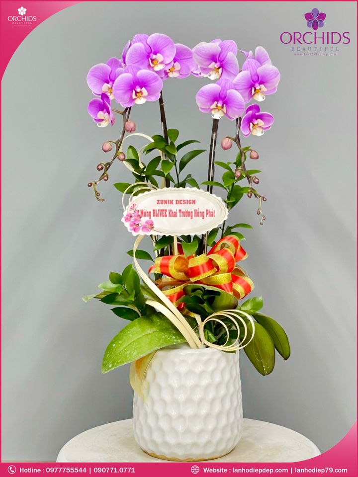 Chậu hoa lan hồ điệp hồng 2 cành