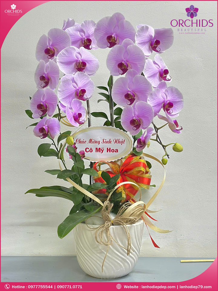 Chậu hoa lan hồ điệp hồng 2 cành