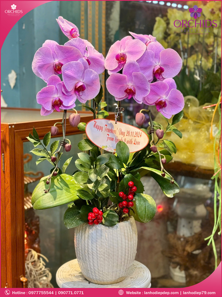Chạu hoa lan hồ điệp hồng 2 cành