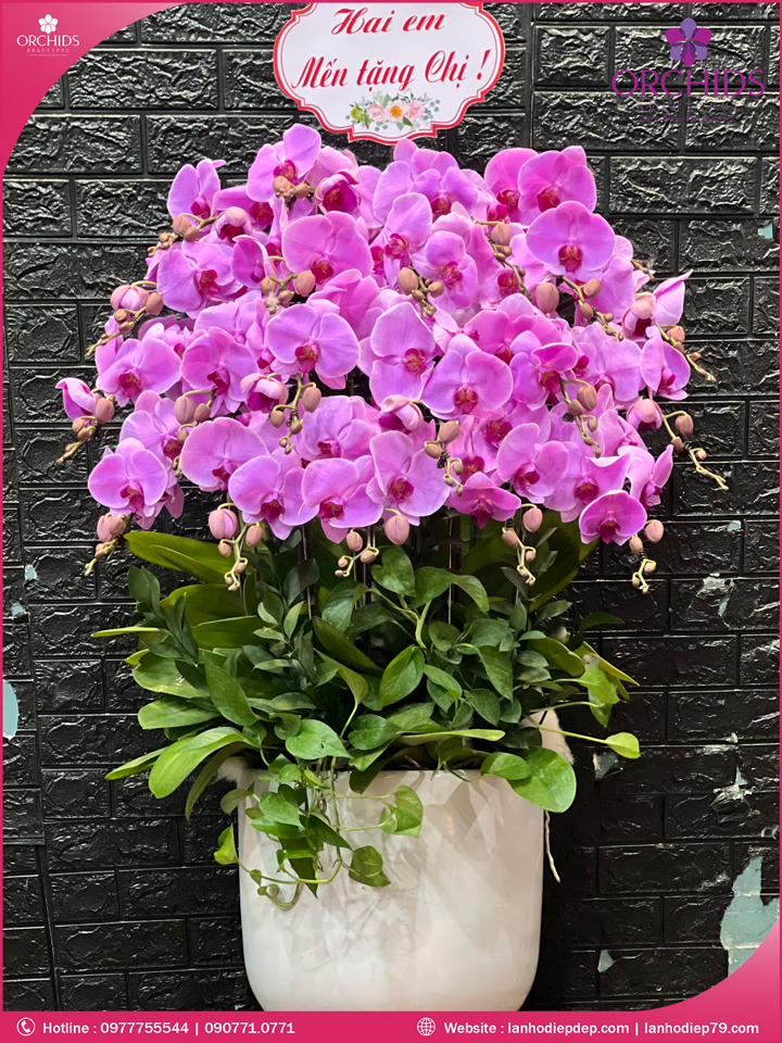Chậu hoa lan hồ điệp hồng 20 cành