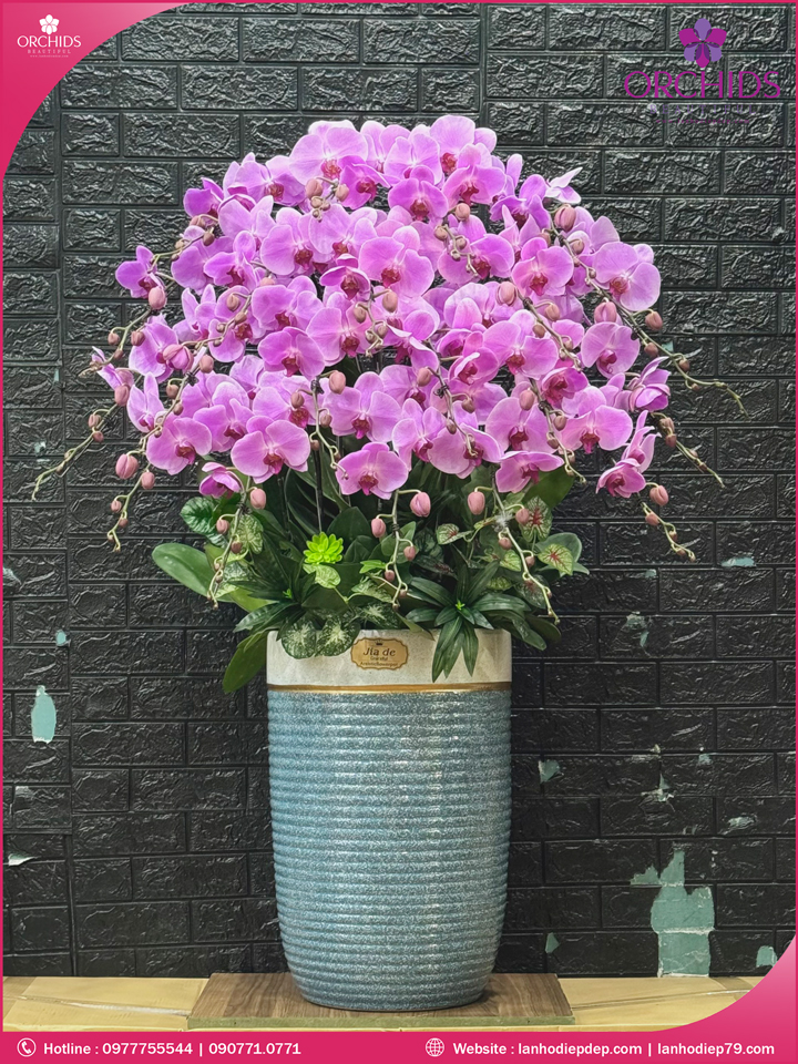 Chậu hoa lan hồ điệp hồng 20 cành