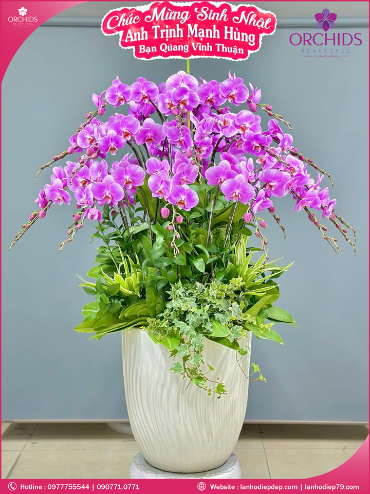 Chậu hoa lan hồ điệp hồng 20 cành
