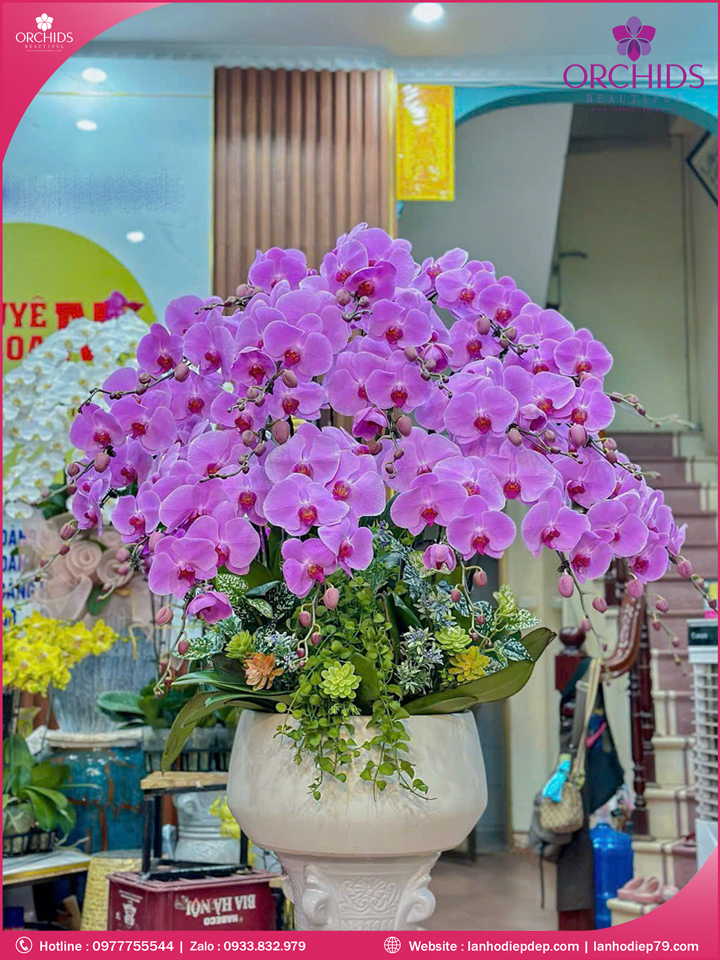 Chậu hoa lan hồ điệp hồng 20 cành