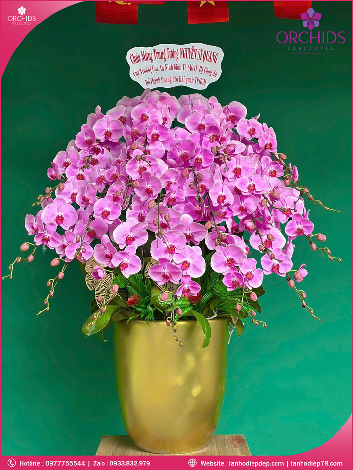 Chậu hoa lan hồ điệp hồng 20 cành