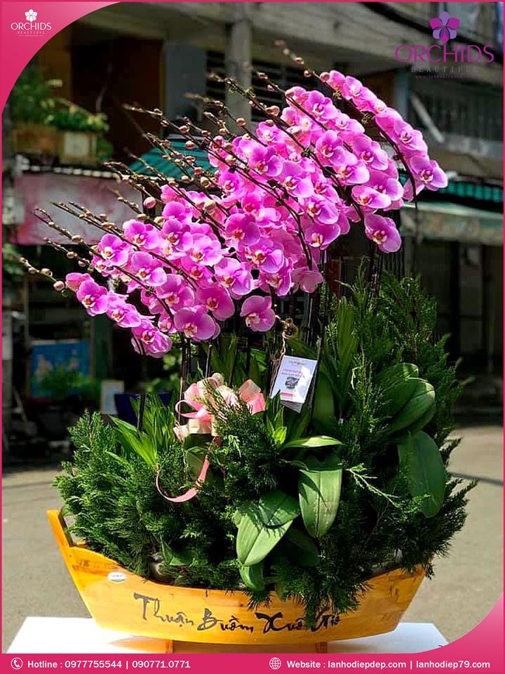 Chậu hoa lan hồ điệp hồng 20 cành