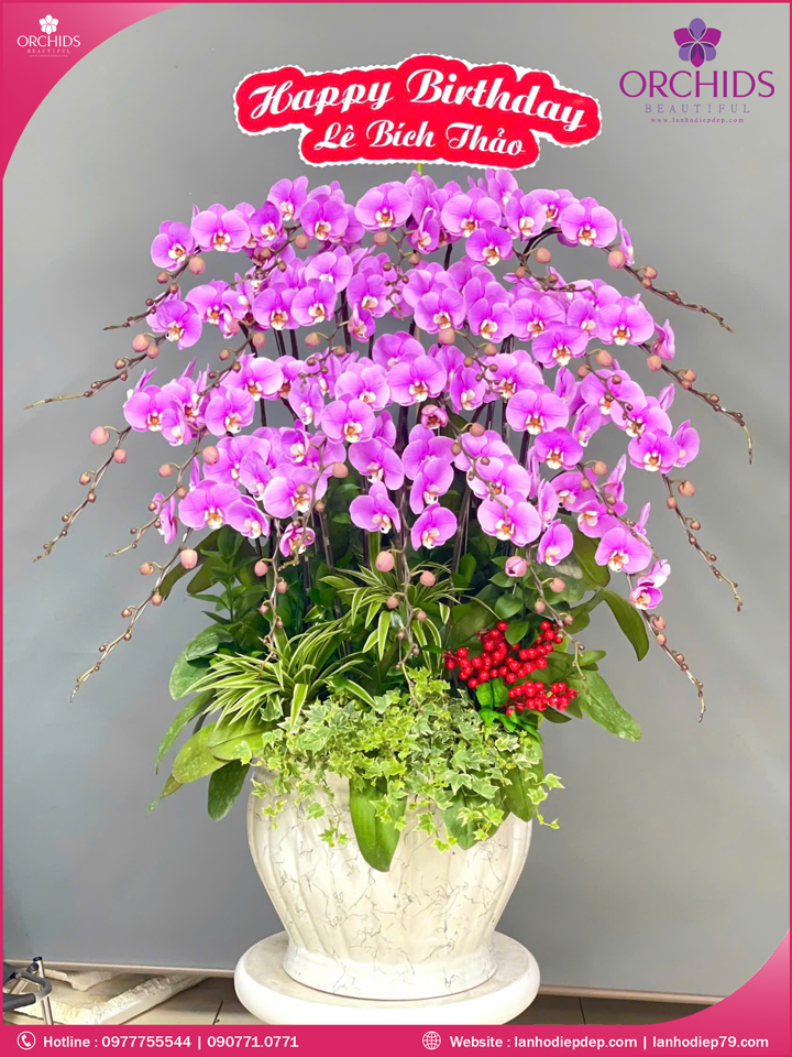 Chậu hoa lan hồ điệp hồng 22 cành