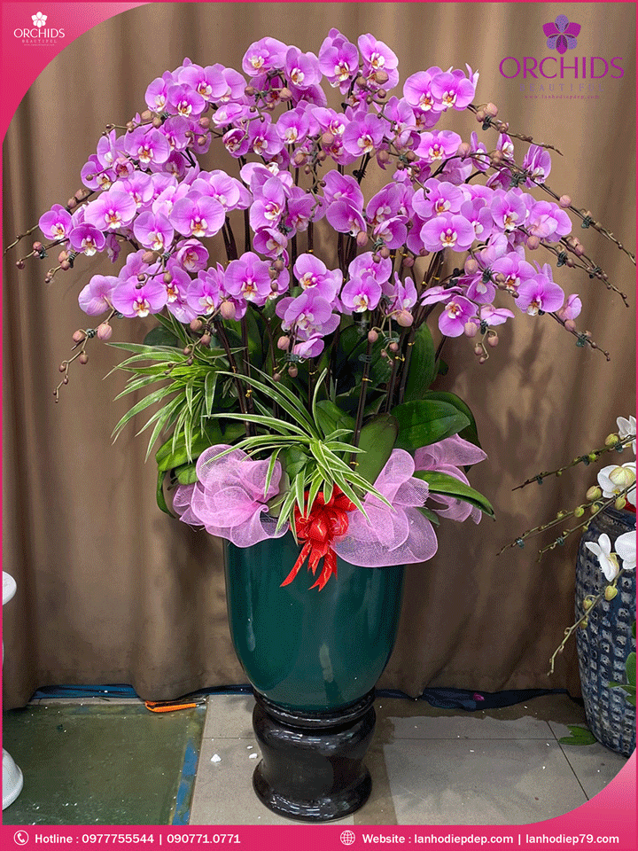 Chậu hoa lan hồ điệp hồng 25 cành
