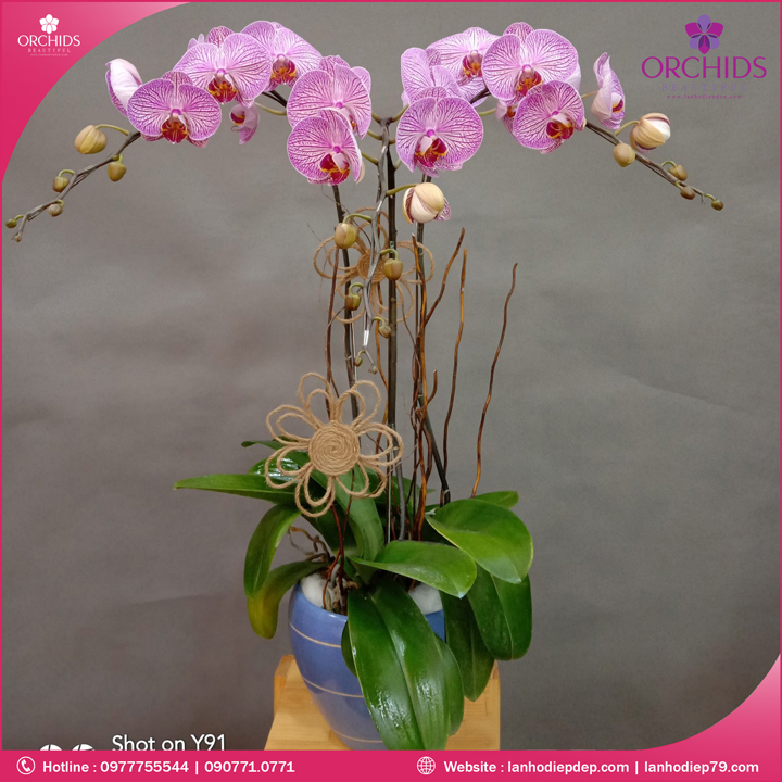 Chậu hoa lan hồ điệp hồng 3 cành