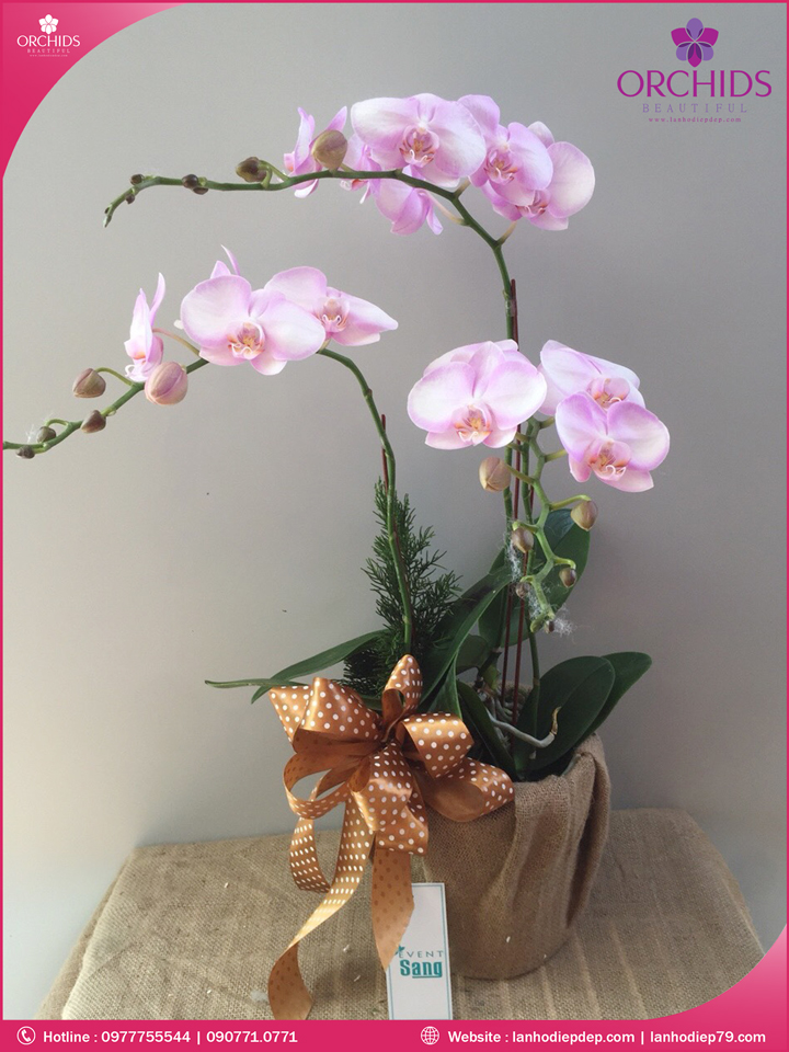 Chậu hoa lan hồ điệp hồng 3 cành