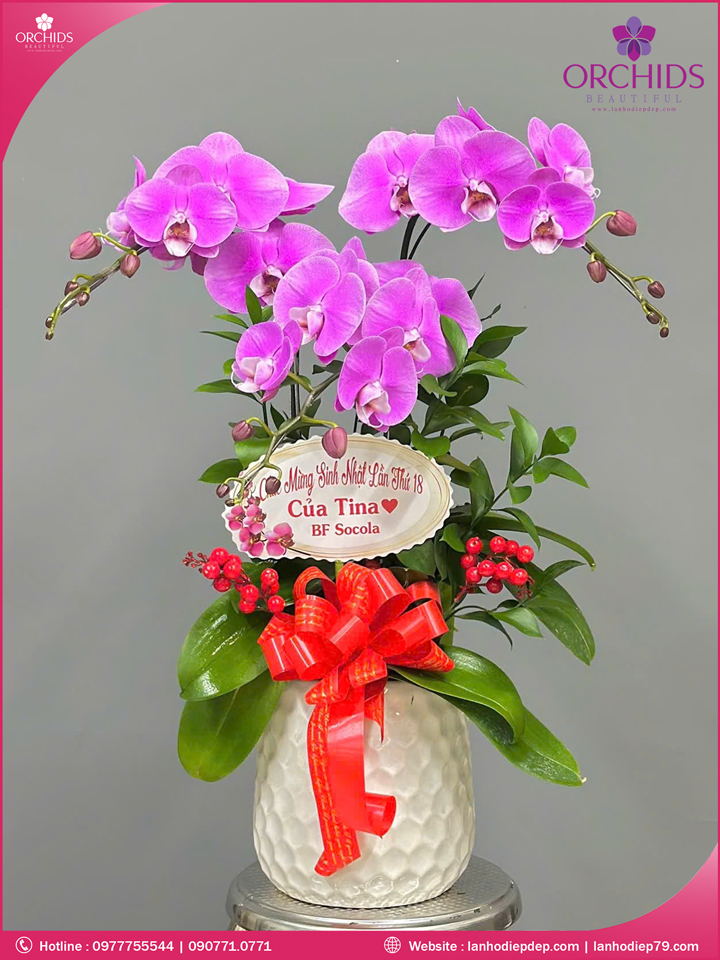 Chậu hoa lan hồ điệp hồng 3 cành