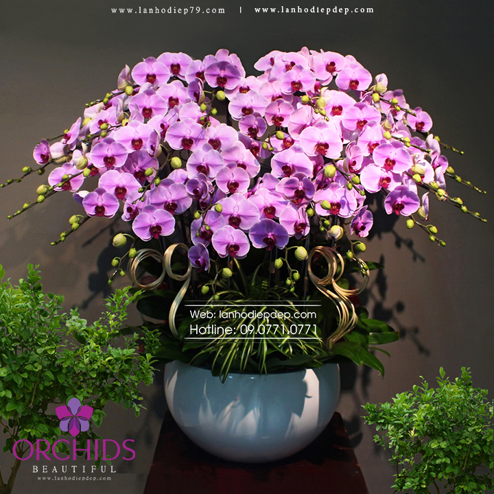 Chậu lan hồ điệp 30 cành hoa màu hồng quý phái và quyến rũ