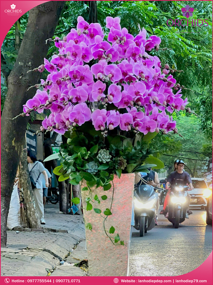 Chạu hoa lan hồ điệp hồng 30 cành