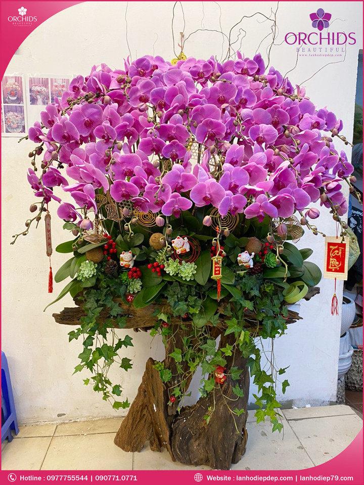 Chậu hoa lan hồ điệp hồng ghép lũa 30 cành