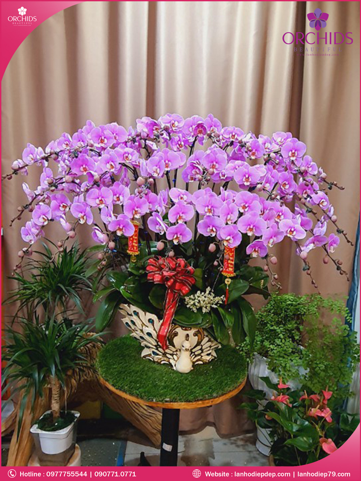 Chậu hoa lan hồ điệp hồng 30 cành