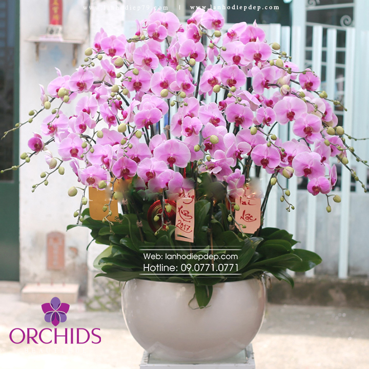 Mẫu hoa lan hồ điệp cao cấp CHƯNG TẾT 2020