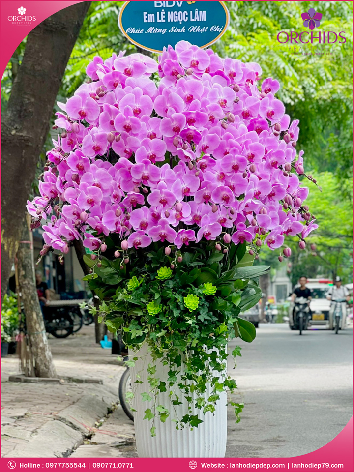 Chậu hoa lan hồ điệp hồng 40 cành