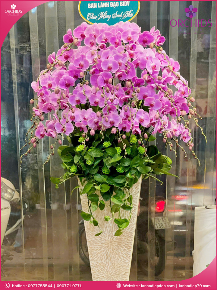 Chậu hoa lan hồ điệp hồng 40 cành