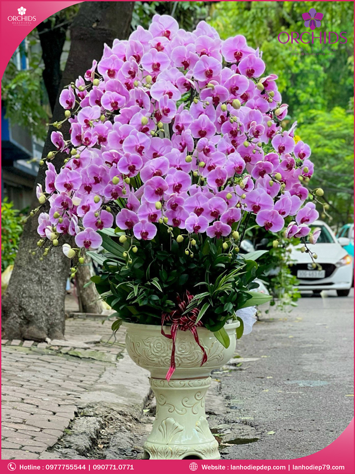 Chậu hoa lan hồ diệp hồng 40 cành