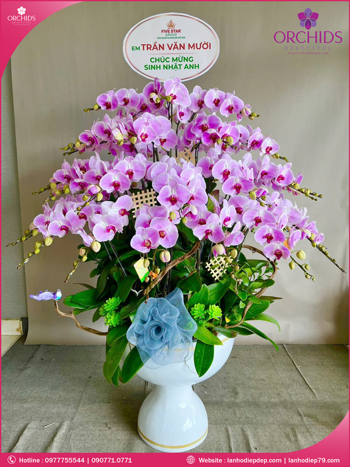 Chậu hoa lan hồ điệp hồng 40 cành