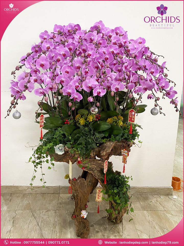 Chậu hoa lan hồ điệp hồng hép lũa 42 cành
