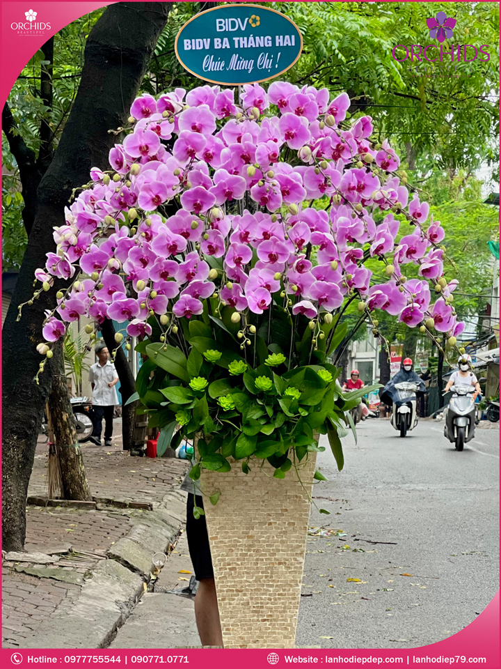 Chậu hoa lan hồ điệp hồng 45 cành