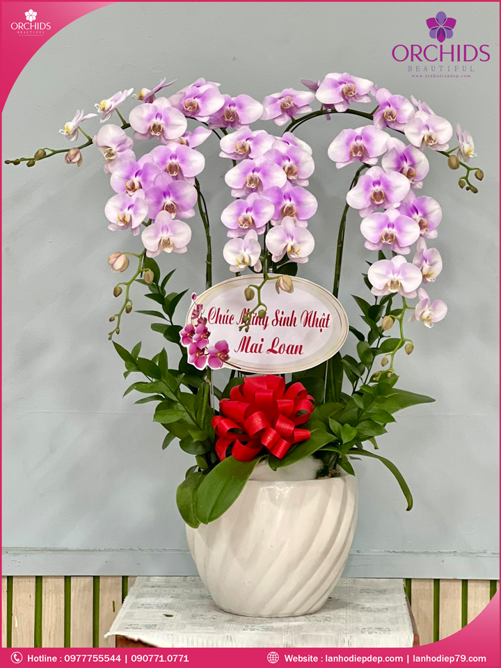 Chậu hoa lan hồ điệp hồng 5 cành