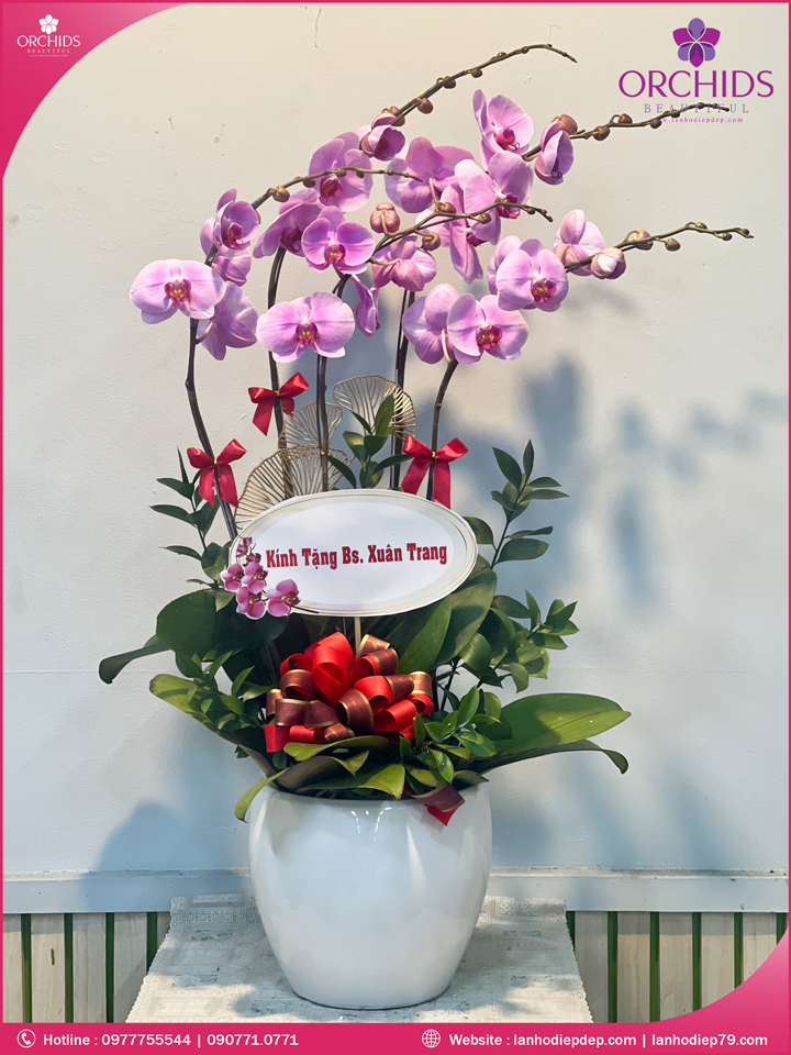 Chậu hoa lan hồng điệp hồng 5 cành