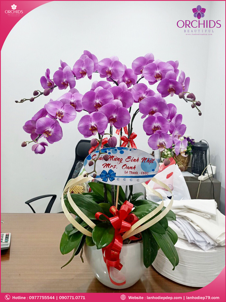 Chậu hoa lan hồ điệp hồng 5 cành