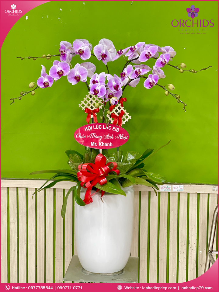 Chậu hoa lan hồ điệp hồng 5 cành