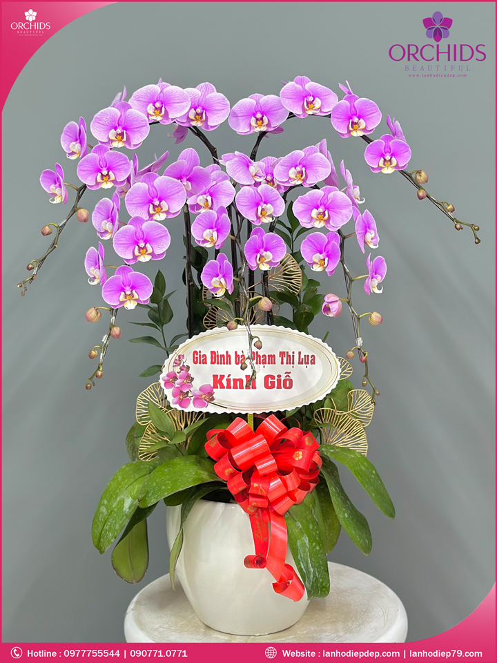 Chậu hoa lan hồ điệp hồng 5 cành