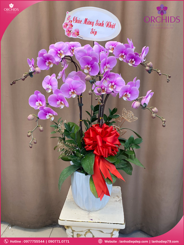 Chậu hoa lan hồ điệp hồng 5 cành