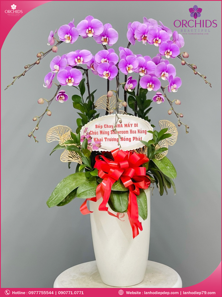 Chậu hoa lan hồ điệp hồng 5 cành