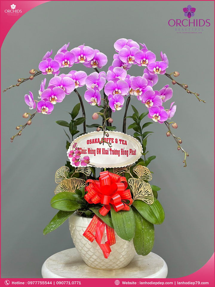 Chậu hoa lan hò điệp hồng 5 cành